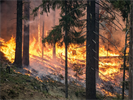 Foto für Waldbrandschutzverordnung